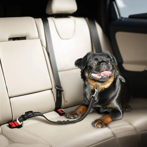Autosicherheitsgurte für Haustiere